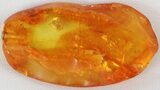 Fossil Spider (Aranea) In Baltic Amber #45124-2